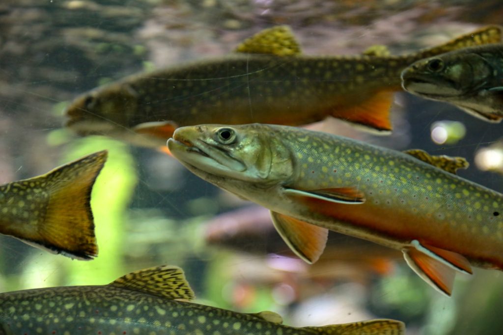 school of rainbow trout