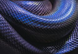 close-up of coiled snake
